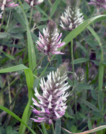 Trifolium angustifolium ssp pamphylicum close