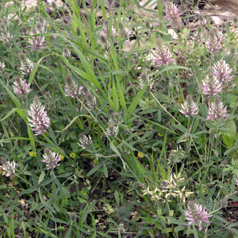 Trifolium angustifolium ssp pamphylicum whole
