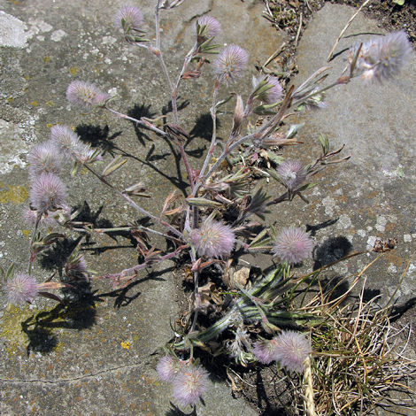 Trifolium arvense close