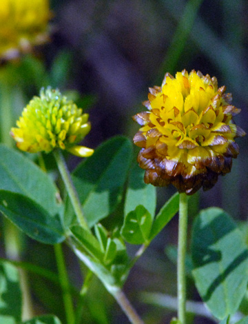 Trifolium badium close