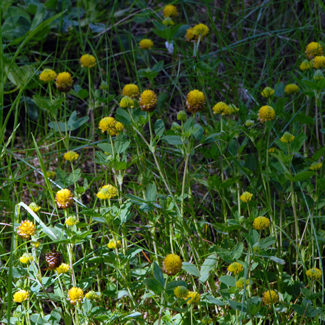 Trifolium badium whole