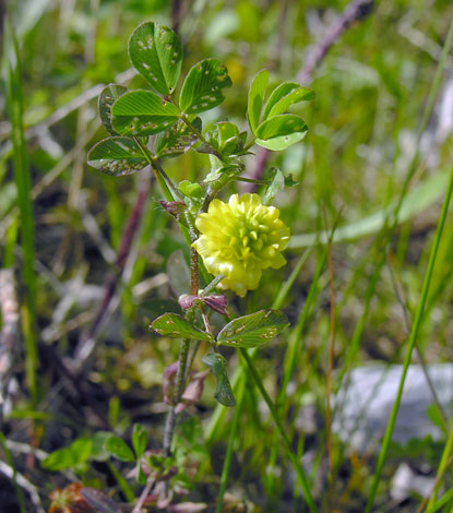 Trifolium campestre