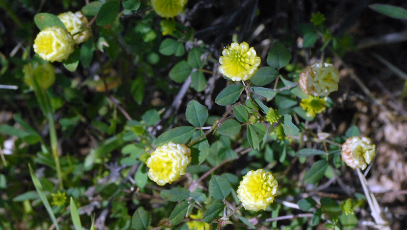 Trifolium campestre whole Europe