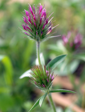 Trifolium dasyurum close