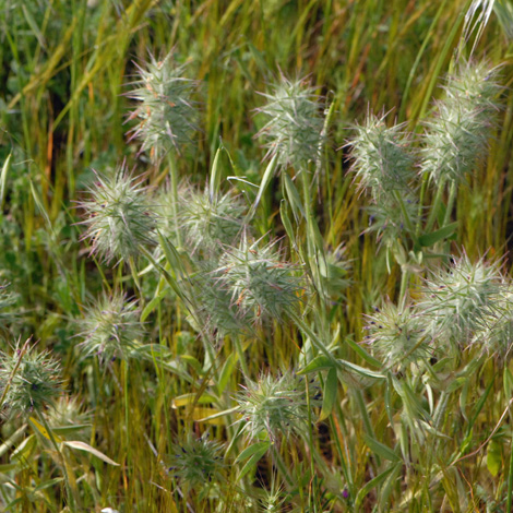Trifolium dasyurum whole