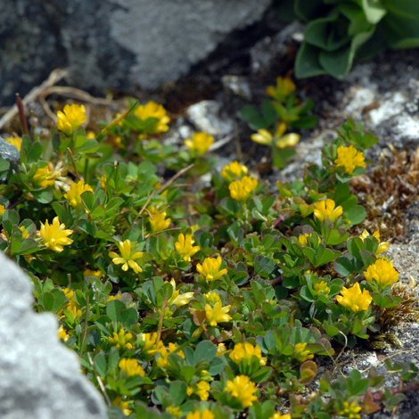 Trifolium dubium whole