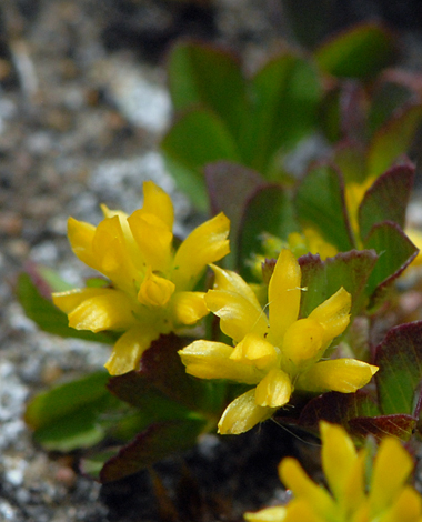 Trifolium dubium close