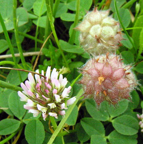 Trifolium fragiferum whole