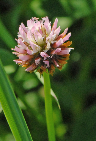 Trifolium fragiferum close