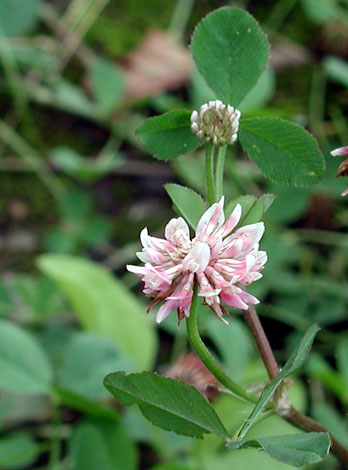 Trifolium hybridum