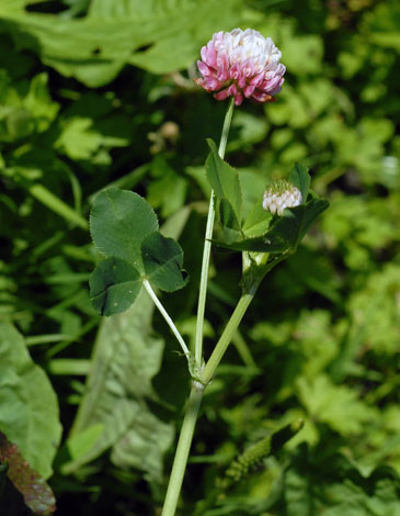 Trifolium hybridum