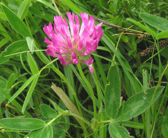 Trifolium medium