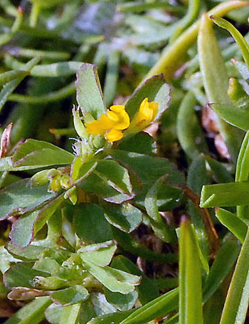 Trifolium micranthum