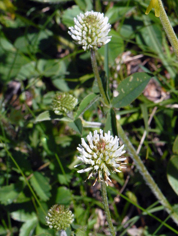 Trifolium montanum close