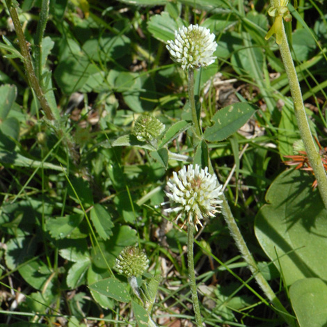 Trifolium montanum whole