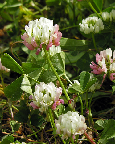 Trifolium nigrescens close