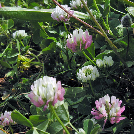 Trifolium nigrescens whole