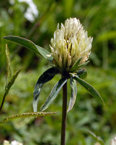Trifolium ochroleucon close