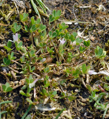 Trifolium ornithopodioides whole