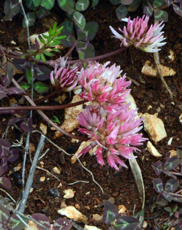 Trifolium physodes close