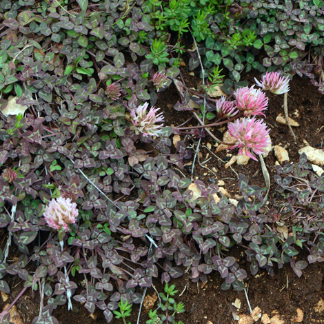 Trifolium physodes whole