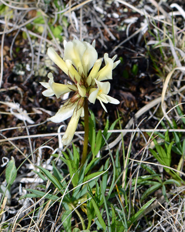 Trifolium polyphyllum close