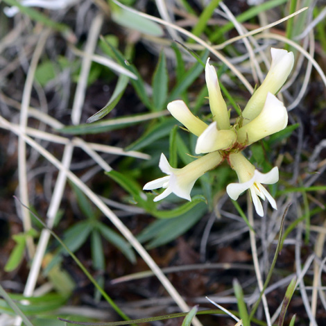 Trifolium polyphyllum whole