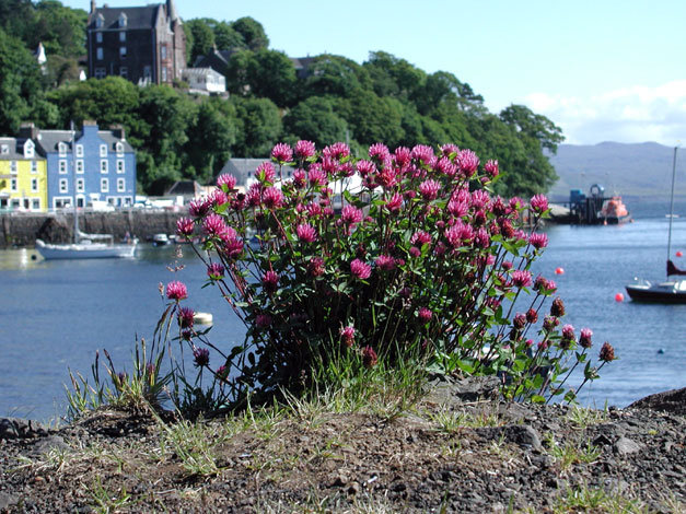 Trifolium pratense whole