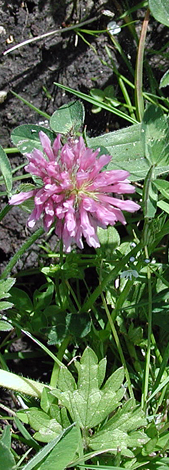Trifolium pratense close