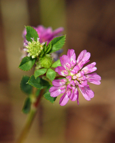 Trifolium resupinatum close
