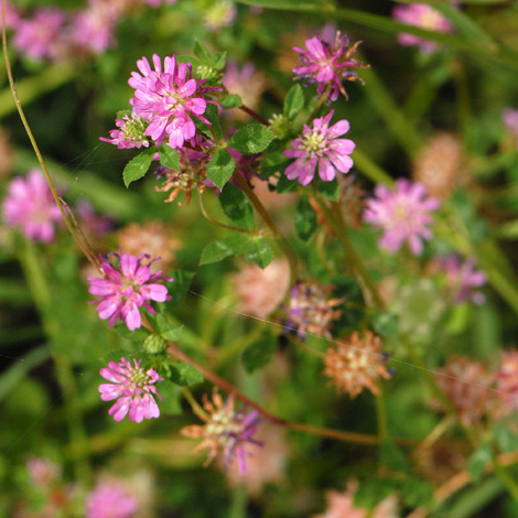 Trifolium resupinatum whole