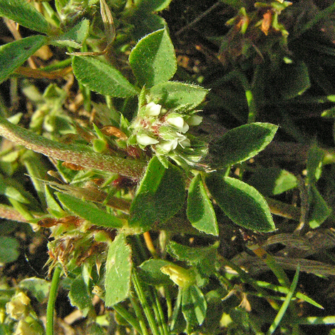 Trifolium scabrum whole