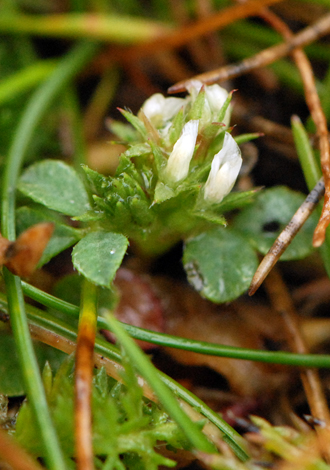 Trifolium scabrum close