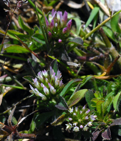 Trifolium squamosum close