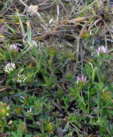 Trifolium squamosum whole