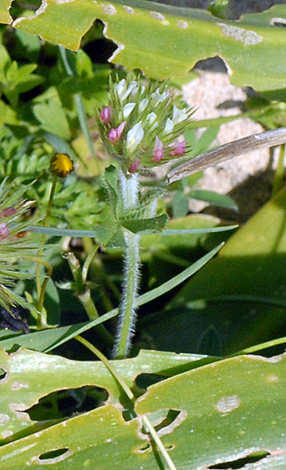 Trifolium stellatum flower