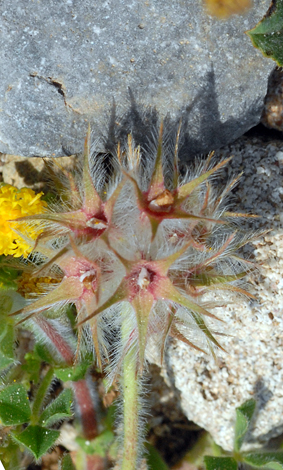 Trifolium stellatum fruit