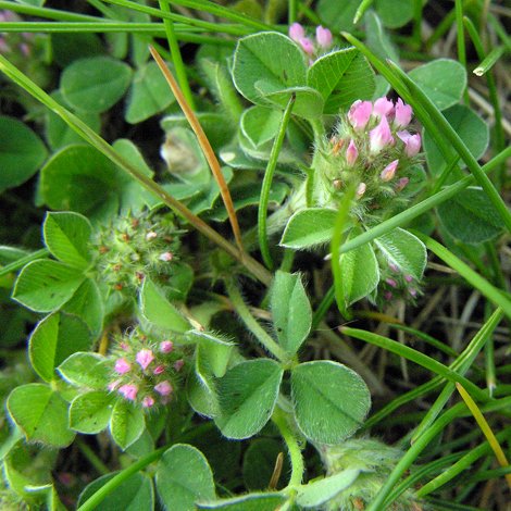 Trifolium striatum whole
