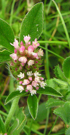 Trifolium striatum close