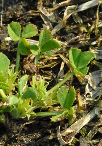 Trifolium suffocatum close