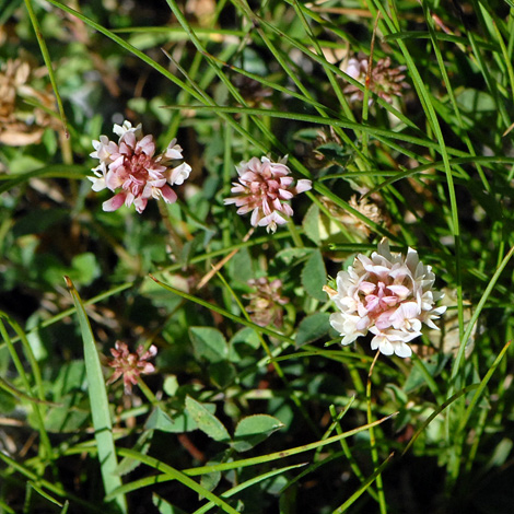 Trifolium thalii whole