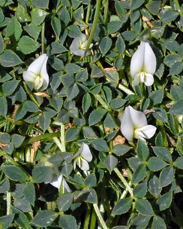 Trifolium uniflorum close
