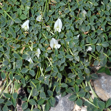 Trifolium uniflorum whole