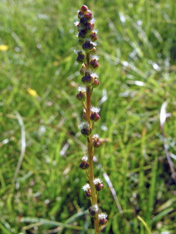 Triglochin palustris