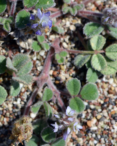 Trigonella coerulescens close