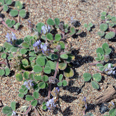 Trigonella coerulescens whole