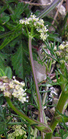 Trinia glauca whole