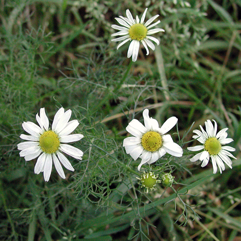 Tripleurospermum inodorum