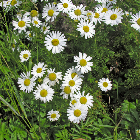 Tripleurospermum maritimum flowers