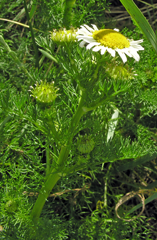 Tripleurospermum maritimum close